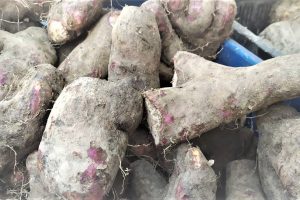 क्यान्सर रोकथामदेखि रोगप्रतिरोधी क्षमता भएको तरुलका यस्ता छन् फाईदा !
