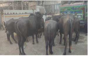 नवलपरासी प्रहरीद्धारा भारतबाट ल्याँउदै गरेका अवैध चौपाया नियन्त्रणमा