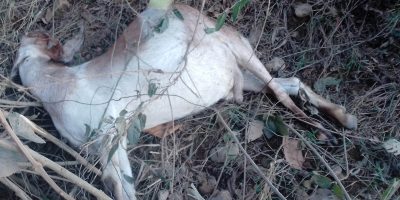 गैँडाकोटमा विद्युत्त कार्यालयको चरम लापरबाही : तारमा परेर किसानका बाख्रा मरे
