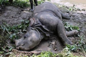 चितवन राष्ट्रिय निकुञ्जमा गैंडा मृत फेला