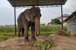 सुँड काटिएको सौराहाको हात्तीले सुरु गर्‍यो आफैँ दाना खान