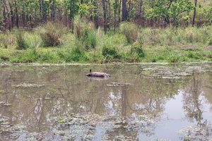 चितवन निकुञ्जमा २ वटा एकसिङे गैँडा मृत फेला , संरक्षणमा चुनौती