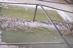 प्रजनन केन्द्रमा कोरलिन थाले गोहीको बच्चा