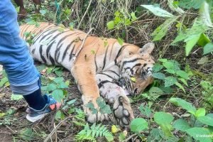 एक वर्षमा चितवन राष्ट्रिय निकुञ्जले एक सय ४२ वन्यजन्तुको गर्‍यो उद्धार