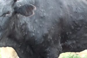लम्पी स्किन रोगको उपचारमा ध्यान दिन पालिकालाई पशु सेवा विभागको आग्रह