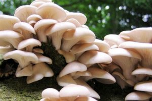 जङ्गली च्याउ खाँदा नवलपरासीको बौदिकालीमा दुईजनाको मृत्यु