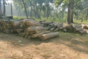 बाटो बिस्तार गर्दा काटिएका काठ दाउरा लिलाम गर्दै निकुञ्ज, स्थानियले पाउनु पर्छ : सामुदायिक वन