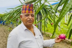 ड्रागन खेतीमा रमाउँदै एमाले नेता सुवेदी,वार्षिक सात लाखसम्म बचत