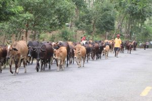 धरानमा गोरु काटेकोमा योगी नरहरिनाथ गौ संरक्षण केन्द्रको विरोध