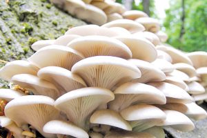 कावासोतीमा विषालु च्याउ खाँदा चारजना विरामी