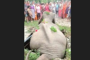 सेफ्टी ट्याङ्कीमा परेर जङ्गली हात्तीको मृत्यु