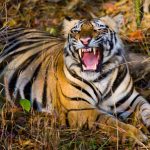 चितवनमा मर्निङ वाकमा निस्किएका वृद्धलाई बाघले लग्यो, खोजी तीव्र