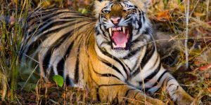 चितवनमा मर्निङ वाकमा निस्किएका वृद्धलाई बाघले लग्यो, खोजी तीव्र