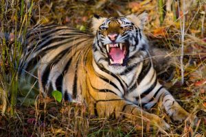 चितवनमा बाघले मान्छे खायो
