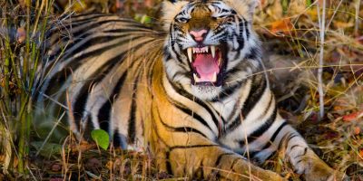 चितवनमा मर्निङ वाकमा निस्किएका वृद्धलाई बाघले लग्यो, खोजी तीव्र