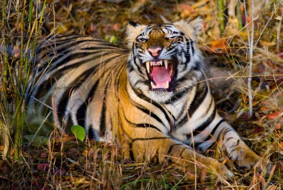 चितवनमा मर्निङ वाकमा निस्किएका वृद्धलाई बाघले लग्यो, खोजी तीव्र