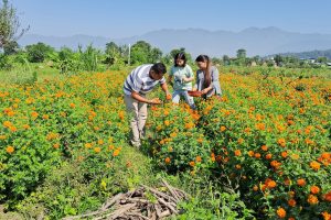 चितवनका पत्रकार घिमिरेको सयपत्री फूलखेती