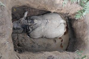 चितवन निकुञ्जमा गैँडा मारेको घटना छानविन गर्न समिति गठन