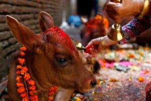 आज गोरु, गोवर्द्धन र हली पूजा गरिँदै