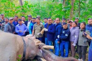 २२ जना मान्छेको ज्यान लिएको धुव्रे हात्तीमाथि रेडियो कलर जडान