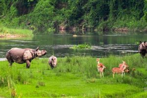 चितवनको निकुञ्जमा वन्यजन्तु बढ्दा र घाँसे मैदान घट्दा मानव र वन्यजन्तुबीच द्वन्द्व बढ्ने