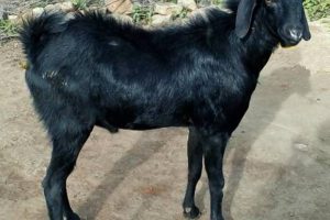 गुल्मीमा बोका चोरेको आरोपमा २ जना पक्राउ