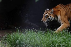 नवलपुरमा बाघको आक्रमणबाट एकैघरका सासू बुहारीको मृत्यु