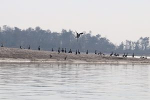 नारायणी नदी क्षेत्रमा ४१ प्रजातिका जलपक्षी भेटिए