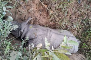 राप्ती नदी स्थित जर्नेली घाटमा एक सिंगे गैँडा मृत अवस्थामा भेटियो