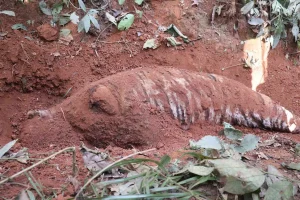 नवलपुरमा बाघ मारेर गाडेको अवस्थामा भेटियो