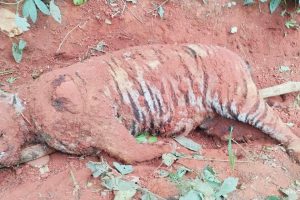 डिभिजन वनको ढिलासुस्तीले अझै आएन दुवै बाघको पोस्टमार्टम रिपोर्ट