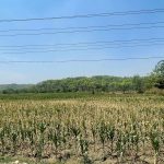 खडेरीले सुक्न थाल्यो धान मकै, समस्यामा माडीका किसान