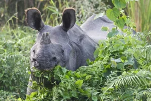 गैंडाको आक्रमणबाट चितवन निकुञ्जमा नेचर गाइडको  मृत्यु