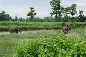 चितवन राष्ट्रिय निकुञ्जमा पानीका स्रोत सुक्न थाले, वन्यजन्तु समस्यामा
