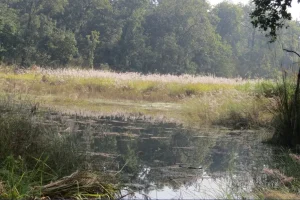 चितवन राष्ट्रिय निकुञ्जभित्र वन्यजन्तुका लागि पानी पोखरी निर्माण गरिने