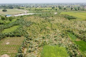 चितवनमा सयौं बिघा जमिनमा लगाइएको केरा नष्ट, १५ करोड रूपैयाँ बराबरको क्षति