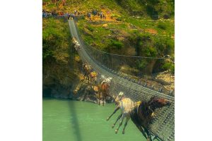 कर्णाली नदीमाथि ७ घण्टा झुण्डिएका ९ वटा खच्चडको जीवितै उद्धार