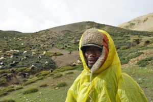 ५०० भेडा र च्याङ्ग्रा हेर्ने हिमाली गोठाला