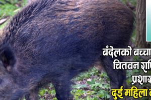 बँदेलको बच्चा पालेको भन्दै चितवनमा दुई महिला पक्राउ