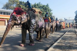 चितवन हात्ती महोत्सव सुरु