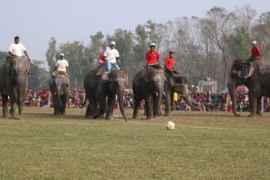 चितवनको सौराहामा आजदेखि हात्ती तथा पर्यटन महोत्सव सुरु हुँदै