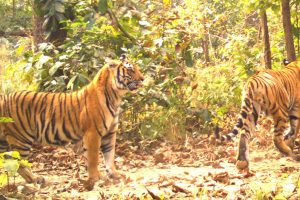नवलपुरमा पाटेबाघ मार्ने उद्योगमा एक जना पक्राउ