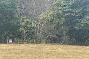 चितवनको हात्ती महोत्सव जंगली हात्तीको प्रवेशले बिथोलियो