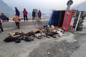 चितवनको इच्छाकामनामा मिनि ट्रक पल्टिँदा १९ वटा खसी बोका मरे