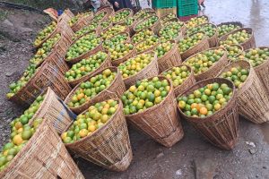 बुलिङटारमा सुन्तलाको चहलपहल, किसानको बारीमै बिक्री सुरु