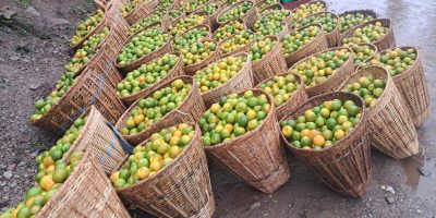 बुलिङटारमा सुन्तलाको चहलपहल, किसानको बारीमै बिक्री सुरु