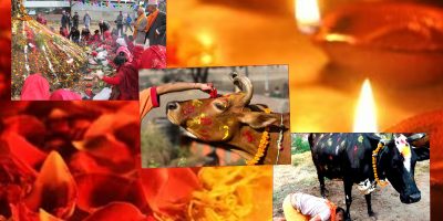 कार्तिक शुक्ल प्रतिपदाः आज एकै दिन गोरु, गोवर्द्धन र हलि पूजा गरिँदै