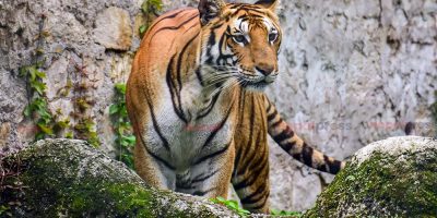 पुस १ गतेदेखि बाघ गणना गरिँदै