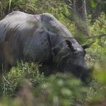 गैँडाको आक्रमणबाट एक जनाको मृत्यु