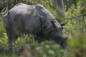 गैँडाको आक्रमणबाट एक जनाको मृत्यु